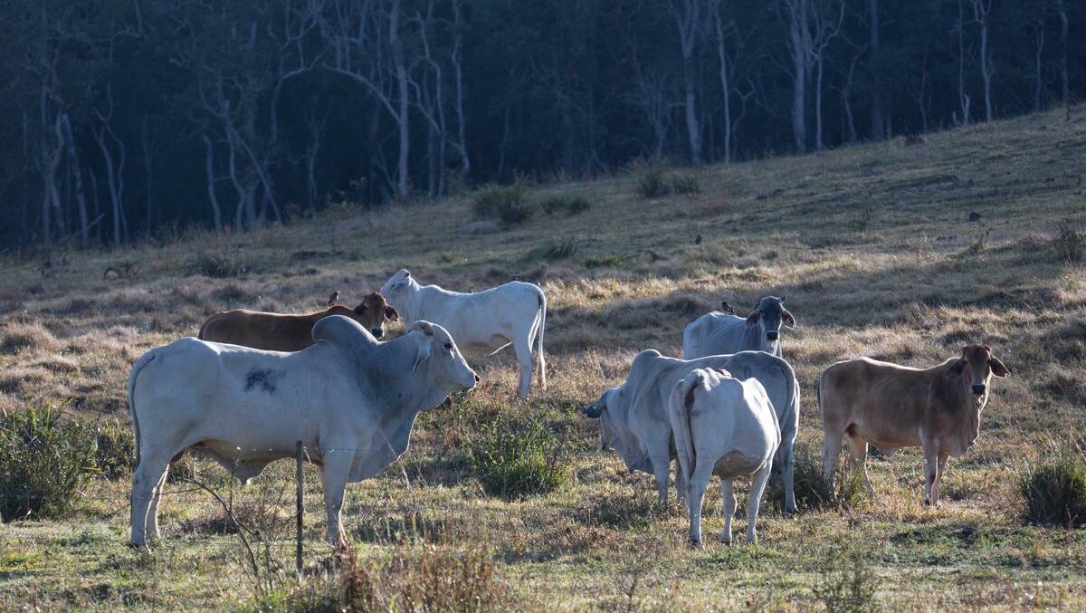 The project is located within Wooroora Pastoral Station. Picture: Ark Energy 