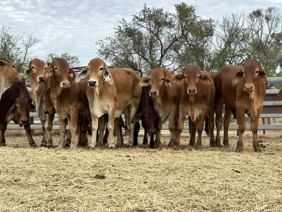 Hyde Park Station offloaded a run of 35 red Brahman weaner steers at the recent Clermont store and feeder sale, for which their steers, weighing 375kg, made 260c/kg to return $975/hd. Picture: Rebecca Lamont 