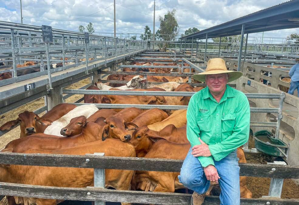 Rockhampton Nutrien livestock agent Julian Laver, with a quality line of Woorabinda Pastoral Company, which averaged 462.77kg, to make 356c/kg and return $1647.43/head. Pictures by Ben Harden 
