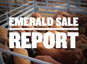 Prices for prime cattle surge by up to 25c/kg at Emerald