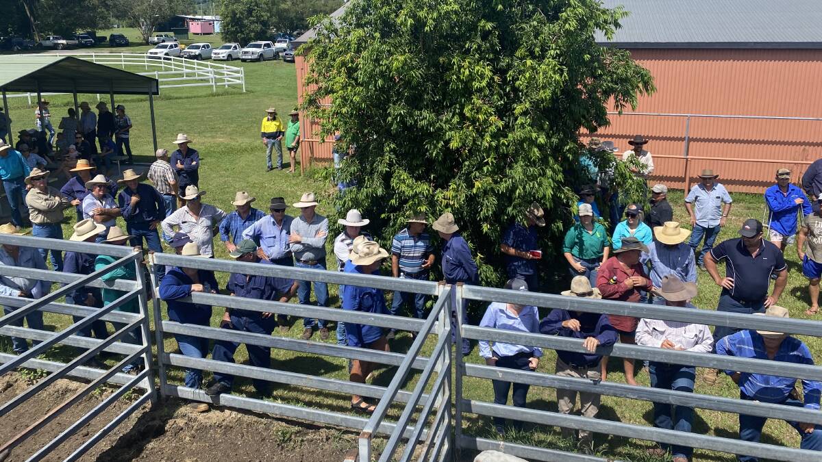 The Sarina saleyards laneways had good attendance and bidding competition was consistent across the 360-head yarding. Picture supplied by Tony Dwyer 