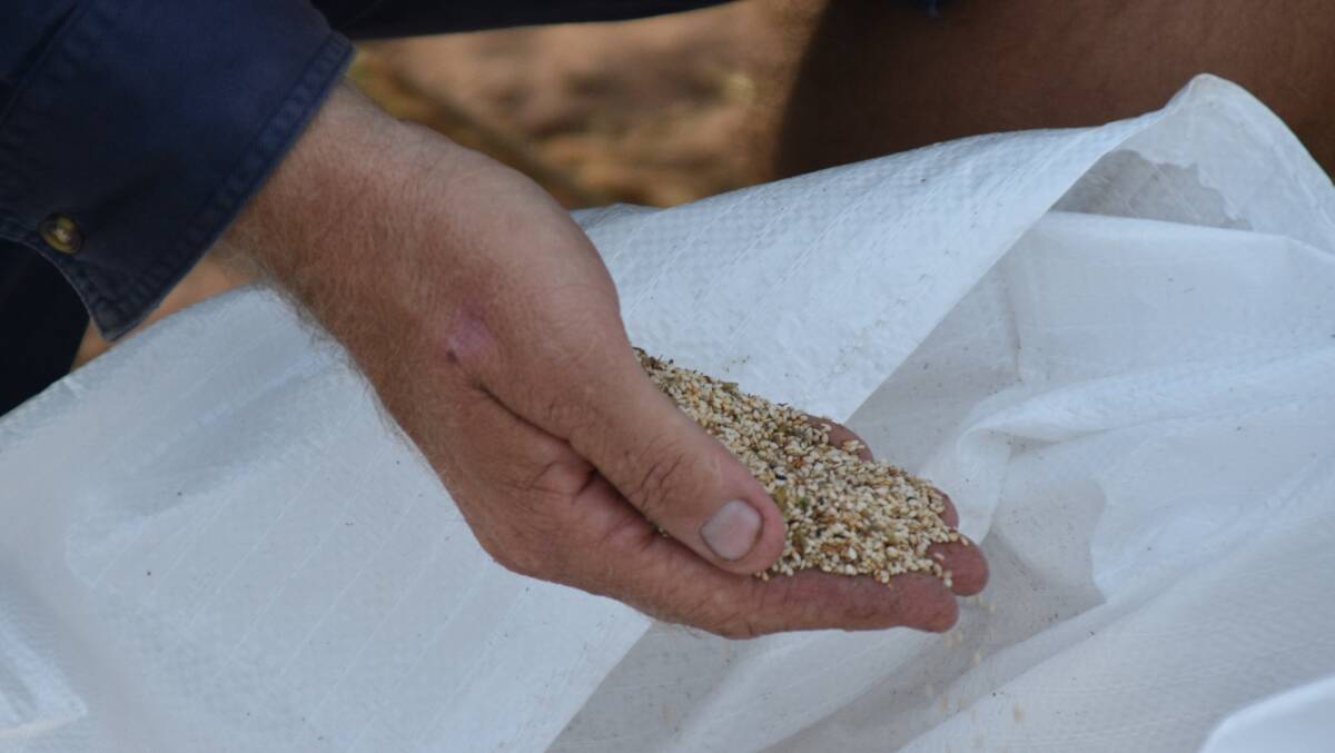The end product, Equinom's ES103 (Highway), a white sesame variety. Picture: Ben Harden 