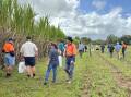 Field Day attendees inspect a new variety demonstration row during SRA’s Meringa
Station Field Day.