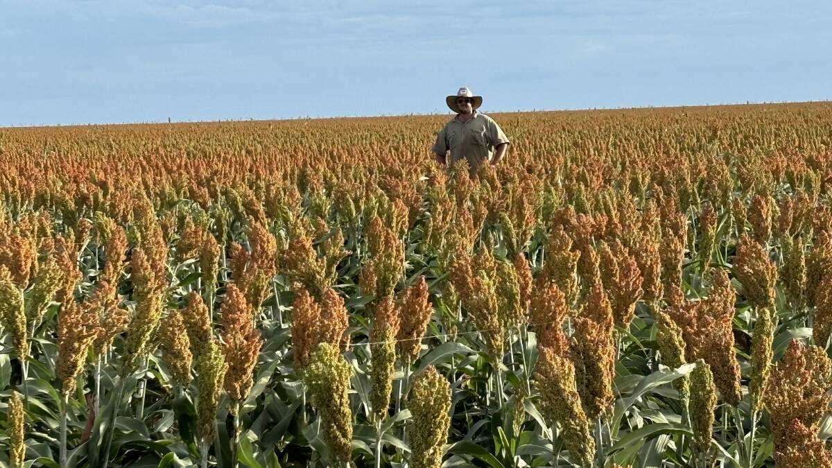 Harry Gobbert standing in a field of sorghum planted at Ophir and Illalong stations near Richmond. Picture supplied.
