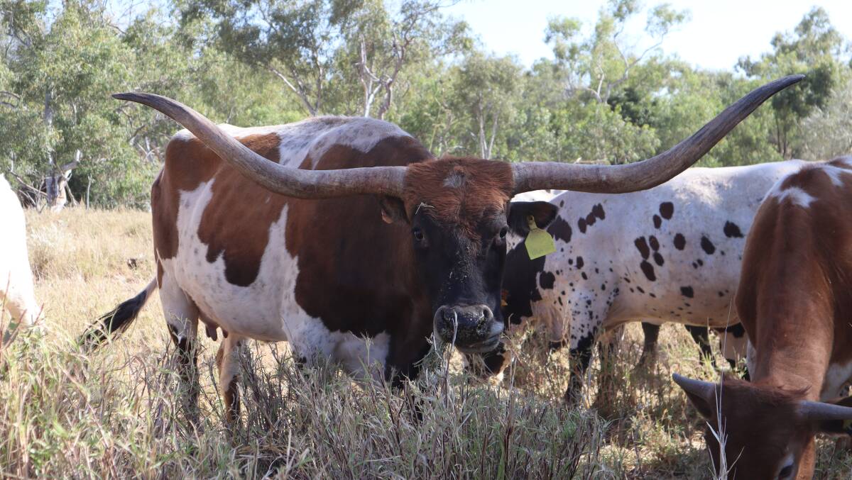 Thompson Texas Longhorns has grown to almost 40 head. Photo: Samantha Campbell.