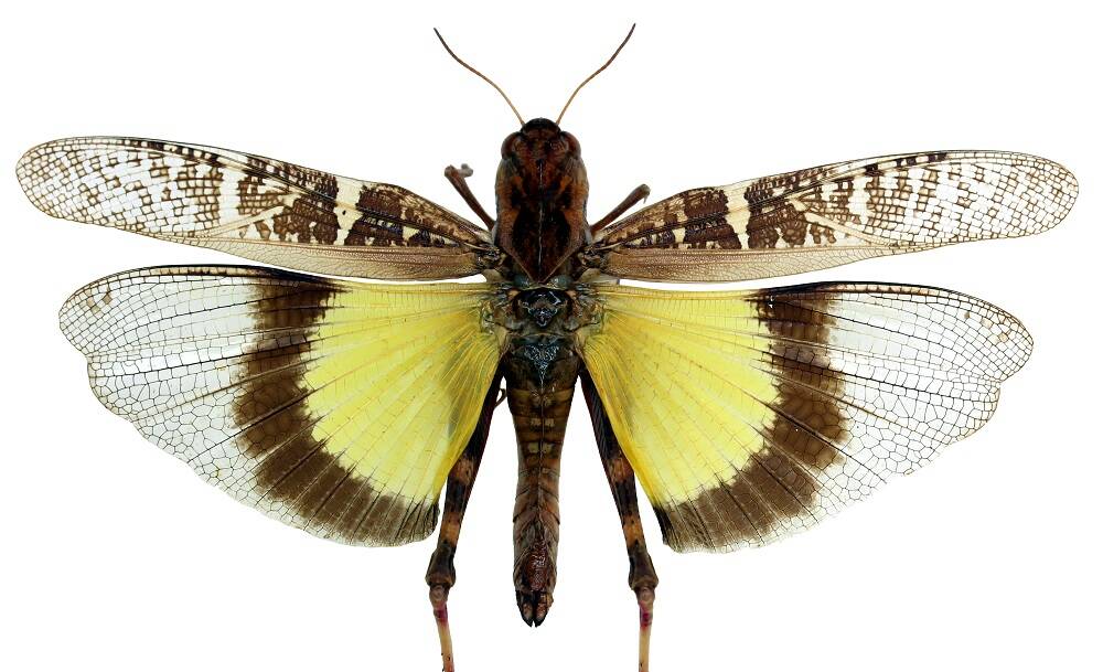 BRIGHT COLOUR: The yellow-winged grasshopper is a localised species and not prone to significant migration. Photo: Department of Agriculture and Fisheries.