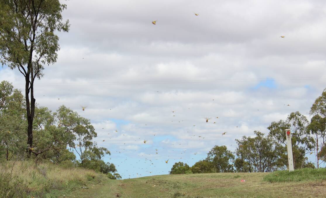 FULL FLIGHT: Grasshoppers west of Charters Towers could become a bigger issue for landholders if not dealt with in the early stages. Photo: Samantha Walton.