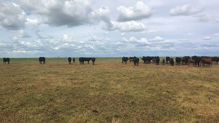 Rocklands Station is boosting herd reproduction with protein lick among its Angus herd. Photo supplied.