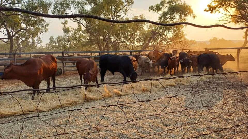 Bullocks topped at 240/kg on account of Argylla Mountains Pastoral, Mount Isa, that weighed 702kg to return $1684 per head. Photo supplied.