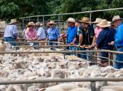 The buying gallery at a recent Dubbo, NSW, sale. Picture by Elka Devney