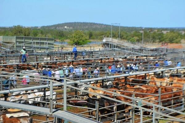 Charters Towers combined agents yarded a total of 991 cattle on Wednesday, March 27.