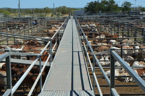 Numbers were back this week with just under 2400 cattle penned at the Emerald store and prime sale held on April 4. 
