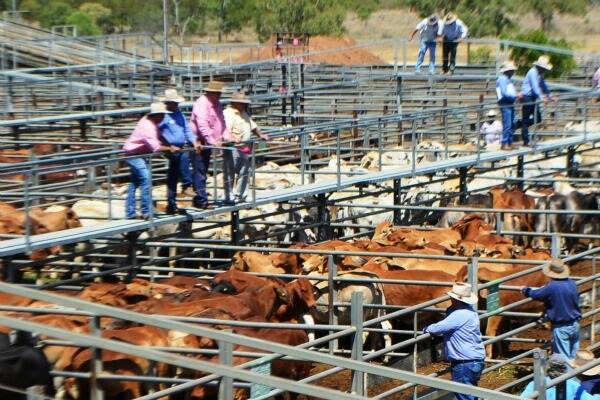 Charters Towers Combined Agents yarding predominantly consisted of prime cattle with the bulk of cattle presented well finished.  