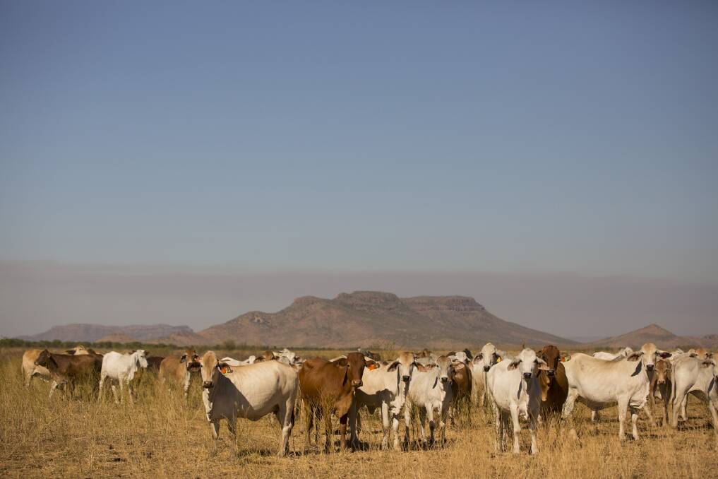 Live cattle exports accounted for 13 per cent of Australia’s overall cattle turnoff last year.