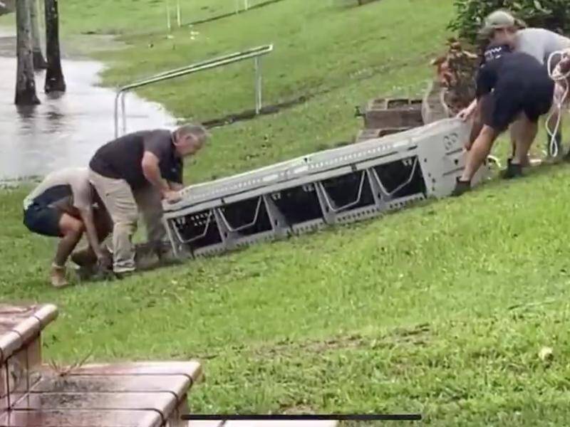 Wildlife officers captured a 2.5 metre crocodile found swimming in floodwaters in north Queensland. (HANDOUT/ABC)