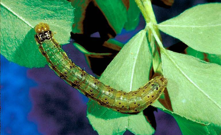 Fall armyworm larva. Photo: Phil Sloderbeck, Kansas State University, Bugwood.org