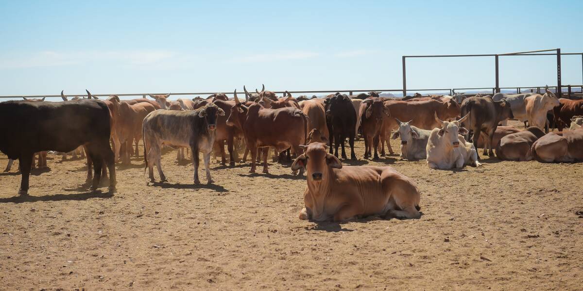 Brahman cattle mustered into holding yards in north west Queensland. Picture Kelly Butterworth. 