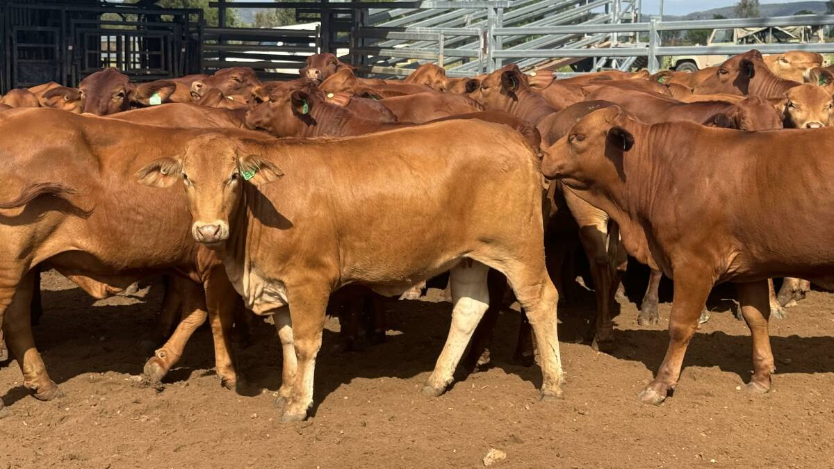 Dean Kiernan, Bygana, Clermont consigned a line of 589 heifers with the top pen selling for the top price at $1520/head. Picture: Brad Passfield of Hourn and Bishop