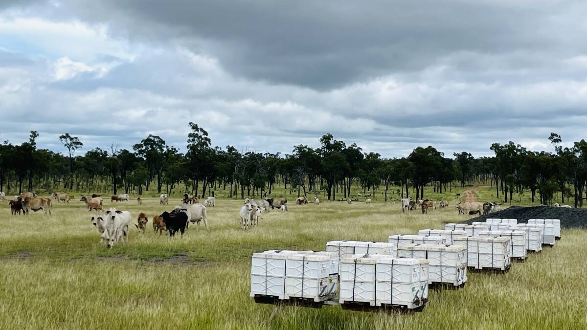 Hives from FNQ Honey and Bees at a site southwest of the Forty Mile Scrub, Mt Garnet. Picture: Supplied 