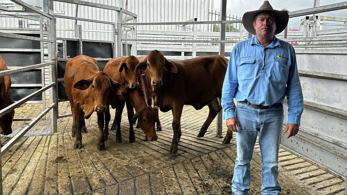 Ken Weldon of Queensland Rural with Droughtmaster heifers from L Ogilvie that made $690/head and sold back into the local area as breeders. Picture: Qld Rural 
