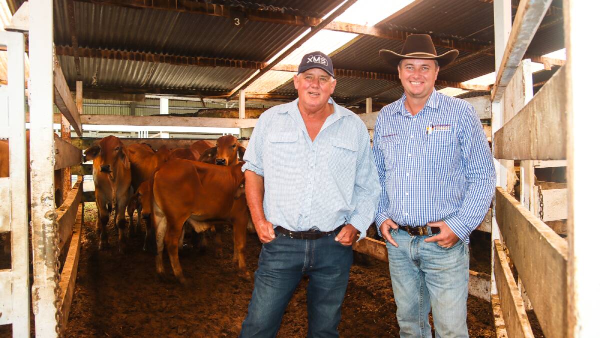 Charters Towers grazier Ron Philipson, Cornelia, and Queensland Rural livestock agent Luke Hickmott, at the Malanda Store Sale, with a pen of five steers Mr Philipson bought, from the Pedracini family, Lornvale, Forsayth. Picture: Lea Coghlan 