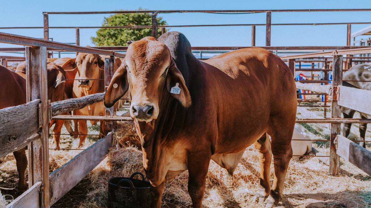 Red Stone Brahmans stud bull 24months and over. Pictures: Zoe Thomas Photography 