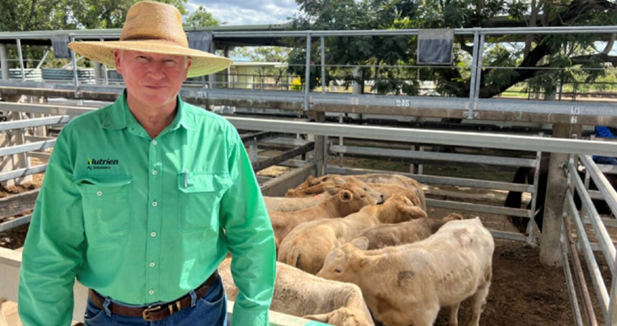 Julian Laver, Nutrien, with the Charbray steers from Lisa Mckinlay, which made 378c/kg at 261kg to return $989/hd. Picture: CQLX