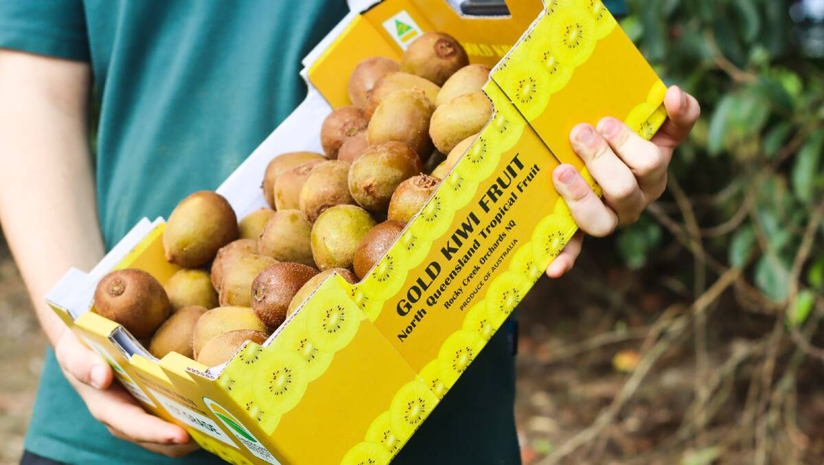 A tray of Rocky Creek Orchards Gold Kiwi Fruit off to the markets. Picture: Lea Coghlan