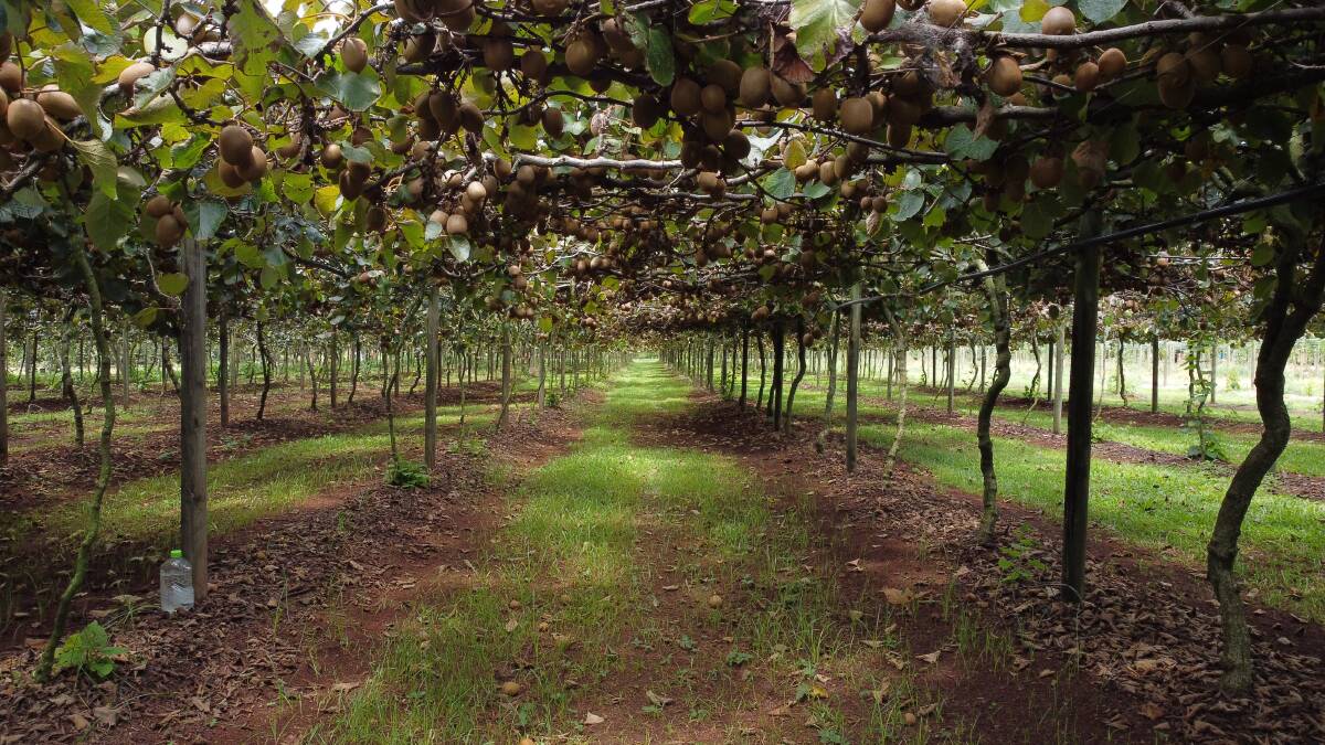 NQ's only kiwifruit orchard at Tolga, west of Cairns.