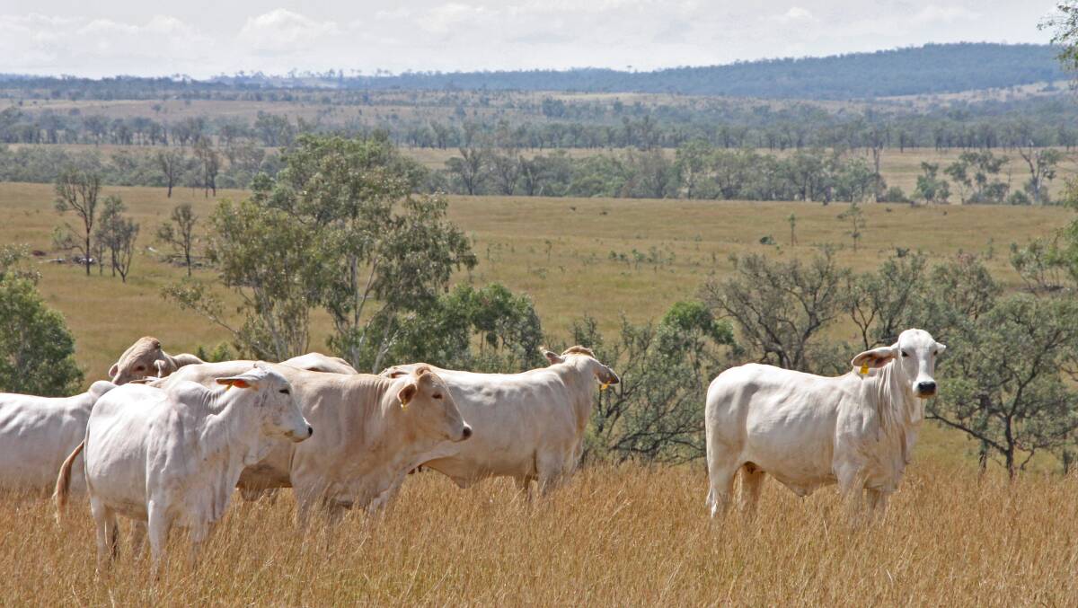 CATTLE COUNTRY: The 1830-hectare Biloela property Lincol will be auctioned on March 22.