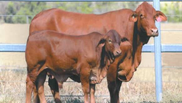 STOLEN CATTLE Police from Rockhampton are seeking information about 76 Droughtmasters missing from Gainsford.