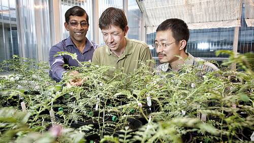 BACK FROM THE DEAD: Professor Sagadevan Mundree, Dr Brett Williams, Hao Long inspecting chickpea plants as part of their research of the resurrection plant Tripogon loliiformis.