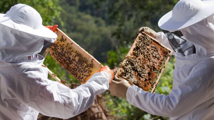 SWEET CHOICES: Australian beekeeping businesses are changed their management practices as a result of research.