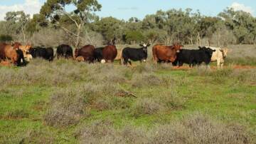 The exclusion fenced 49,810 acre property Mulga Downs is on the market for $8 million. Picture supplied